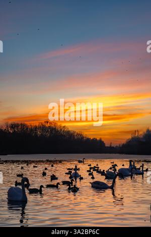 Cygnes et canards glissent gracieusement sur un lac serein pendant un coucher de soleil vibrant. Le ciel est peint dans des teintes orange et rose, se reflétant sur l'eau' Banque D'Images