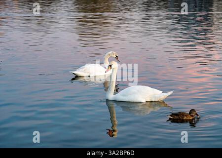 Deux cygnes élégants glissent gracieusement sur les eaux calmes du lac tandis qu'un canard nage à proximité. Les teintes douces du coucher de soleil se reflètent sur la surface de l'eau, Banque D'Images