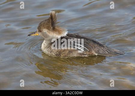 Un gros plan d'une femme fusionnée à capuche, Lophodytes cucullatus, nageant sur l'eau. le vent a soufflé les plumes de sa cagoule. Banque D'Images