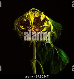 Gros plan captivant d'un tournesol présentant ses détails complexes et ses couleurs éclatantes pendant la lumière de la fin de l'après-midi Banque D'Images