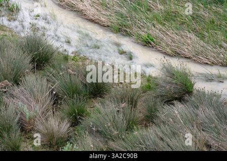 Configuration des graminées riveraines après une inondation de la rivière Salso en Sicile, Italie Banque D'Images