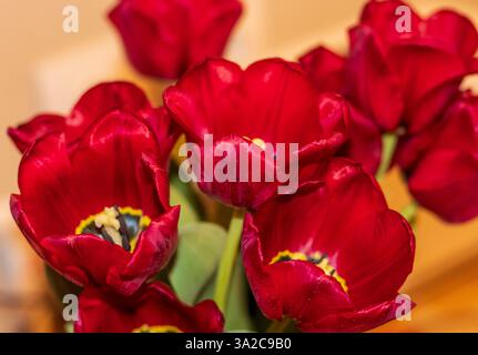 Gros plan des tulipes rouges fraîches. Banque D'Images