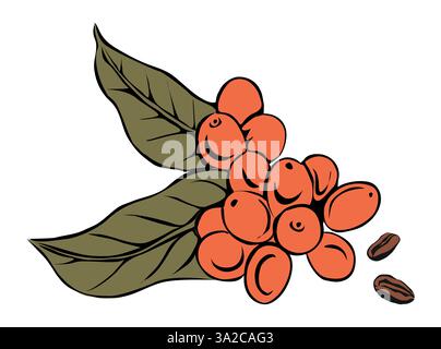Baies de café poussant sur vecteur de branche isolé Illustration de Vecteur