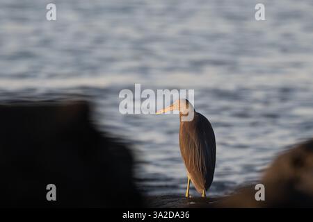 Une seule aigrette de récif oriental est perchée stratégiquement entre les rochers au bord de l'eau au lever du soleil en attendant que les poissons passent devant son lieu de chasse. Banque D'Images