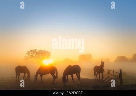 Chevaux au lever du soleil dans la lumière dorée dans un champ dans la campagne dans un paysage rural avec la lumière du soleil dorée brillante à Groningen Banque D'Images