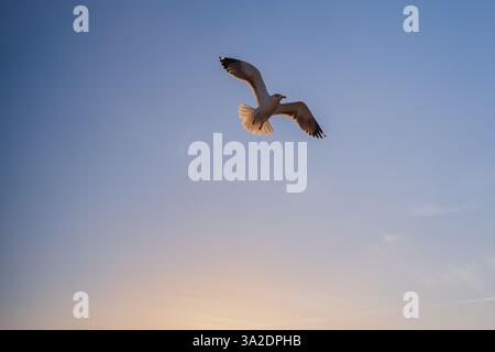 Mouettes volant au coucher du soleil au-dessus de la plage de Nazare Banque D'Images