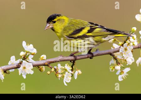 Siskin d'épicéa, siskin eurasien, siskin européen, siskin commun, siskin (Spinus spinus, Carduelis spinus), mâle perché sur une brindille fleurie, vue de côté Banque D'Images
