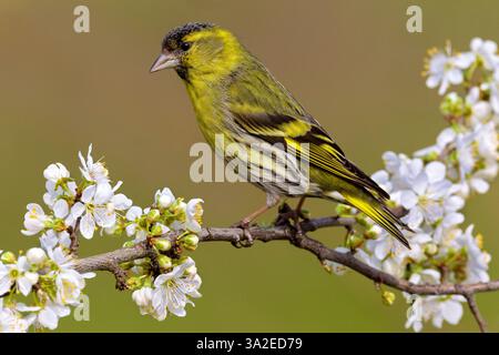 Siskin d'épicéa, siskin eurasien, siskin européen, siskin commun, siskin (Spinus spinus, Carduelis spinus), mâle perché sur une brindille fleurie, vue de côté Banque D'Images