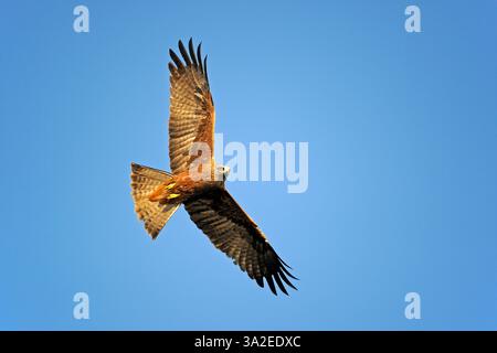 Cerf-volant noir, cerf-volant à bec jaune (Milvus migrans), en vol, d'en bas, Allemagne, Brandebourg Banque D'Images