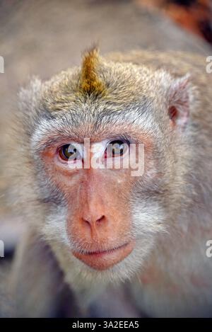 Macaque crabier, macaque Java, macaque à longue queue (Macaca fascicularis, Macaca irus), portrait, Indonésie, Bali, Monkey Forest Ubud Banque D'Images
