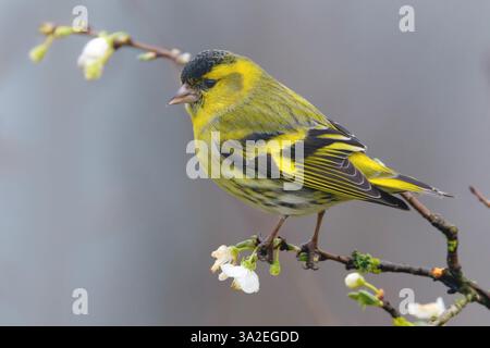 Siskin d'épicéa, siskin eurasien, siskin européen, siskin commun, siskin (Spinus spinus, Carduelis spinus), mâle perché sur une brindille fleurie, vue de côté Banque D'Images