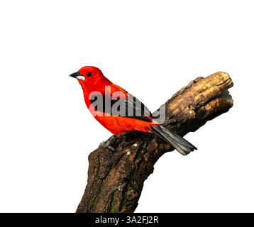 Close-up of a Brazilian Tanager , Ramphocelus bresilius, devant un fond blanc Banque D'Images