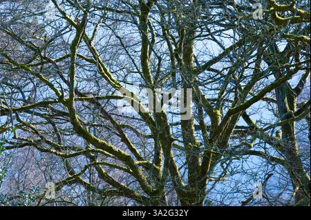 Les formes squelettiques des branches couvertes de mousse, ensoleillées par le soleil de printemps, Fletcher Park, Kendal, Cumbria. Banque D'Images