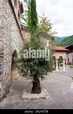 Ancien olivier dans la cour du monastère de Bachkovo, Bulgarie - un mélange serein d'histoire, de foi et de nature niché dans la pittoresque montagne des Balkans Banque D'Images