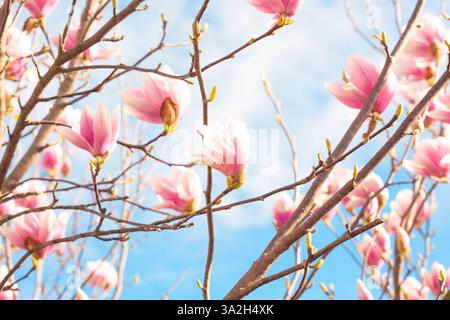 Magnolia fleurit au printemps. Fleurs roses parfumées tendres baignant dans la lumière du soleil. Temps chaud de mars. Fleurs roses de fond de printemps Banque D'Images