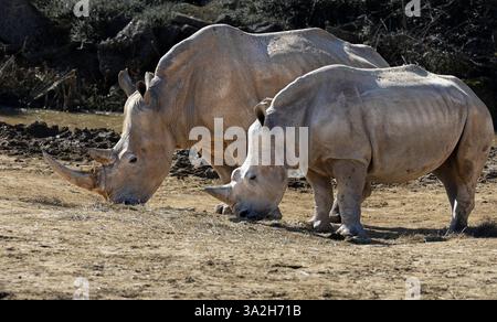 Rhinocéros blanc méridional Banque D'Images