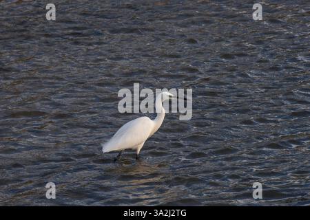 Aigrette garzette Banque D'Images