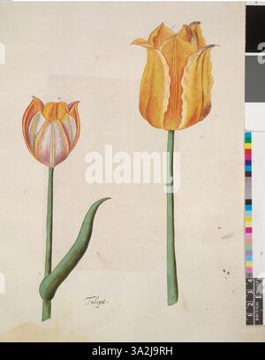 Ce dessin d'après John White présente deux tulipes jaunes, illustrant le détail fin et la symétrie de leurs pétales et feuilles dans un contexte botanique. Banque D'Images