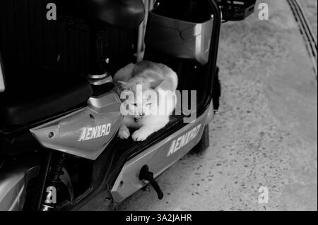 Un chat errant se prélasse calmement sur un scooter garé Banque D'Images