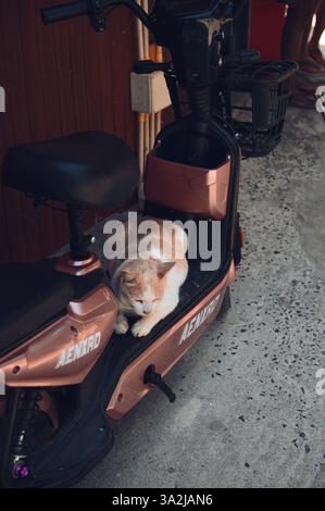 Un chat errant crème et blanc sieste sur un scooter en or rose Banque D'Images