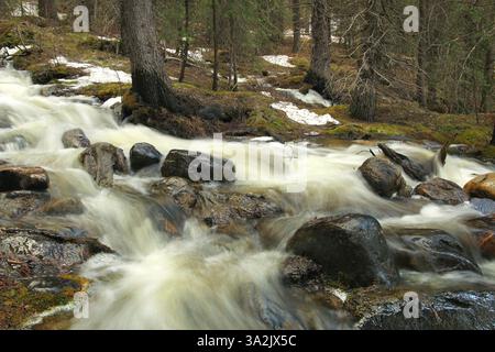 20 mai 2014 - Calgary, AB, Canada - Outlet Creek mousse parmi les arbres de la vallée de la rivière Bow près de Lake Louise, Alta., le mardi 20 mai 2014. Le printemps arrive très lentement à haute altitude. Mike Drew/Calgary Sun/QMI Agency (image de crédit : © Mike Drew/QMI Agency/ZUMAPRESS.com) Banque D'Images
