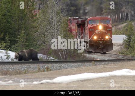 20 mai 2014 - Calgary, AB, Canada - Un grizzly portant la marque d'oreille 136 - surnommé Split Lip - quitte la voie ferrée devant un train venant en sens inverse juste à l'ouest de Lake Louise, Alta., le mardi 20 mai 2014. Mike Drew/Calgary Sun/QMI Agency (image de crédit : © Mike Drew/QMI Agency/ZUMAPRESS.com) Banque D'Images