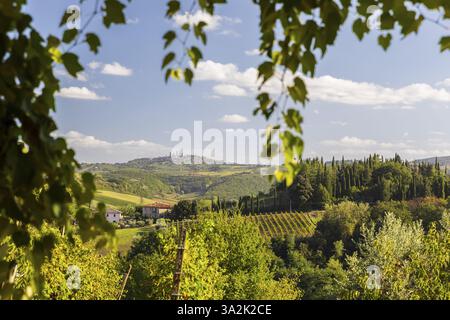 Vue sur les oliveraies et les vignobles à San Gimignano, Toscane, Province de Sienne, Italie, Europe Banque D'Images