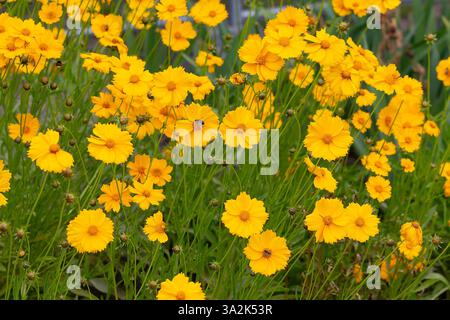 De belles daisies jaunes dans un pré de gros plan. Fleurs Banque D'Images