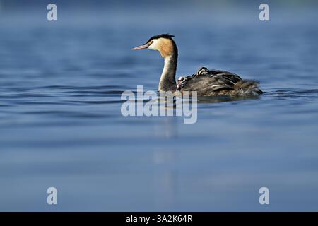 Great Crested Grebe (Podiceps festonné Ribonfish), avec deux poussins en plumage nageant dans l'eau, lac de Zoug, Kanon Zoug, Suisse, Europe Banque D'Images