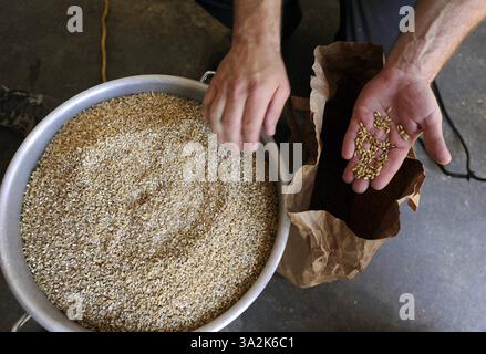 26 mai 2014 - Livermore, CA, États-Unis - Eric Johnson, vétéran de l'armée, de Fremont, Calif., montre des grains qui seront utilisés dans un Valor double IPA à Uncle Sam's Misided Brewery à Livermore, Calif., le lundi 26 mai 2014. La brasserie est dirigée par d'autres vétérans et copropriétaires Josh laine et Fara Eve Barnes. (Crédit image : © Susan Tripp Pollard/MCT/ZUMAPRESS.com) Banque D'Images