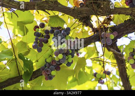 Raisins mûrissant sur un treillis, Toscane, Province de Sienne, Italie, Europe Banque D'Images