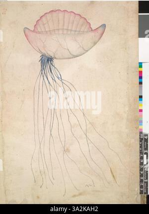 Ce dessin représente le Portugais Man-O'-War, capturé dans les détails complexes après le travail de John White, qui fait partie de sa collection de 113 illustrations détaillées de la faune et de la vie marines. Banque D'Images
