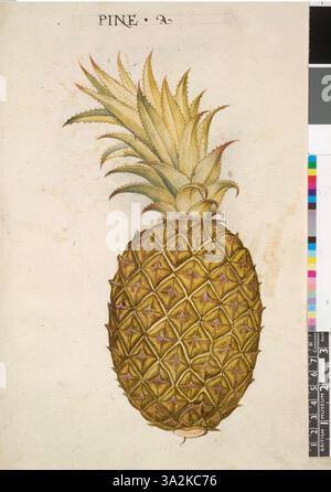 Cette image présente un dessin détaillé d’un ananas, créé d’après les œuvres botaniques originales de John White, qui font partie de sa collection de 113 illustrations botaniques. Banque D'Images