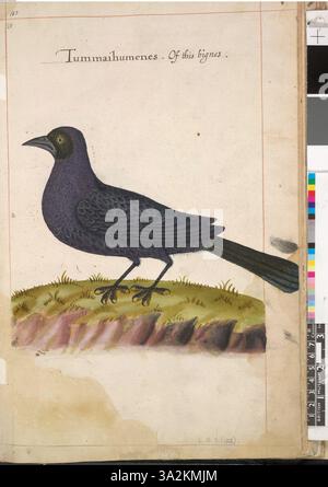 Ce dessin représente le grackle violet (Quisqualus quiscula), créé après l’observation détaillée de l’oiseau par John White dans son volume de 113 illustrations sur la faune américaine. Banque D'Images