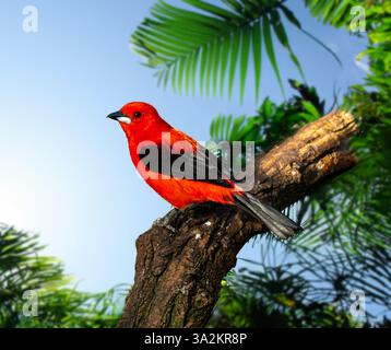 Un tanager brésilien mâle adulte, Ramphocelus bresilius, perché sur une branche. Banque D'Images