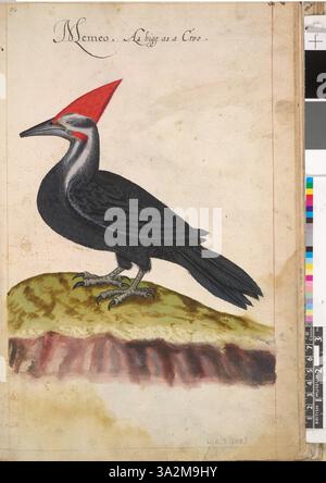 Ce dessin représente le pic pilé du Sud (Drycopus pileatus pileatus Linn), capturé en illustration détaillée après le travail original de John White, qui fait partie de sa collection de 113 dessins animaliers. Banque D'Images