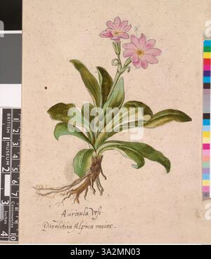 Ce dessin d'après John White représente la clammy Primula dans sa forme entièrement feuilletée, montrant la texture distinctive et l'apparence de la plante. Banque D'Images