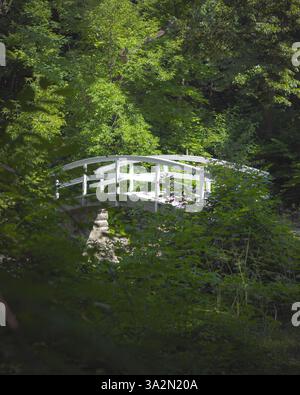 Un pont en bois blanc serein niché dans un feuillage vert luxuriant dans une forêt tranquille Banque D'Images