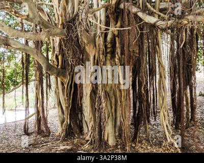 Le tronc de la figue Port Jackson sans cheveux dans la zone Australie du Jardí Botànic ou jardin botanique à Barcelone, Espagne. Banque D'Images