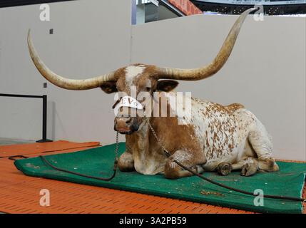 13 septembre 2014 : Bevo XIV est assis devant un match de football NCAA Advocare Cowboys Showdown entre les Bruins de l'UCLA et les Longhorns de l'Université du Texas au AT&T Stadium d'Arlington, TX(crédit image : © Albert Pena/Cal Sport Media/ZUMAPRESS.com) Banque D'Images