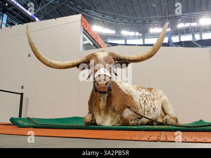 13 septembre 2014 : Bevo XIV est assis devant un match de football NCAA Advocare Cowboys Showdown entre les Bruins de l'UCLA et les Longhorns de l'Université du Texas au AT&T Stadium d'Arlington, TX(crédit image : © Albert Pena/Cal Sport Media/ZUMAPRESS.com) Banque D'Images