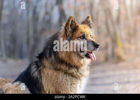 portrait d'un beau chien de race mixte, berger allemand et labrador retriever, animal domestique dans les bois, belle lumière orange Banque D'Images
