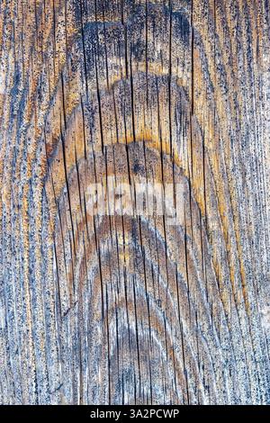 véritable texture détaillée d'une vieille planche d'épicéa, motif prêt pour votre conception Banque D'Images