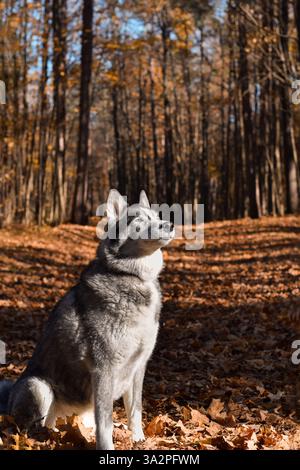 Portrait d'un chien Husky assis sur le sentier forestier d'automne regardant vers le soleil Banque D'Images