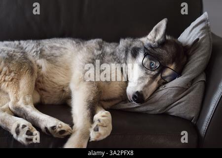 Chien paresseux dans des lunettes reposant sur un canapé à la maison Banque D'Images