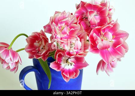 Les tulipes doubles pivoines rose vif aux bords blanc crème éblouissent dans une cruche bleu vif. Gros plan plein format sur fond blanc. Banque D'Images