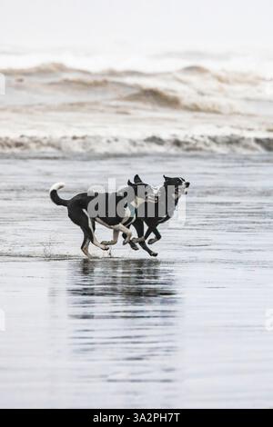 Chiens jouant sur la plage à Ocean City dans l'État de Washington, États-Unis [aucune sortie ; licence éditoriale uniquement] Banque D'Images