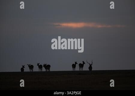 Crépuscule à ol Pejeta Conservancy, Kenya, avec un troupeau d'Impala (Aepyceros melampus) comprenant un mâle dominant et ses femelles Banque D'Images