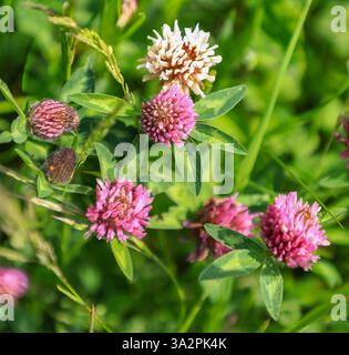 Fleurs de trèfle rouge (Trifolium pratense) et fleurs de trèfle blanc (Trifolium repens), trèfle, fleur sauvage, Angleterre, Royaume-Uni Banque D'Images