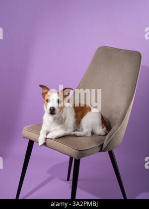 Un Jack Russell Terrier est assis calmement sur une chaise sur un fond violet. La posture du chien bien fixée ajoute à la composition et à la sérénité du cadre. Banque D'Images